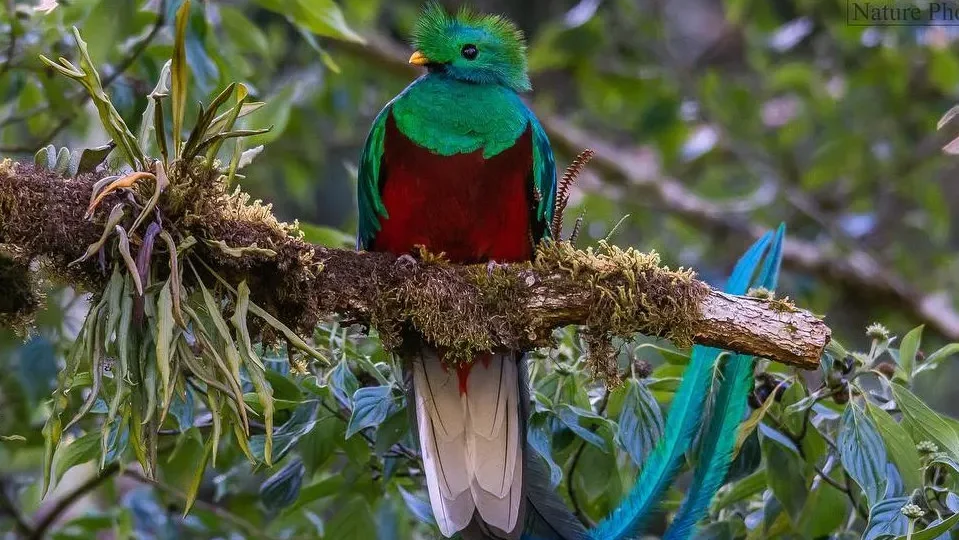 quintagaleon-V-Others-4x3-1005