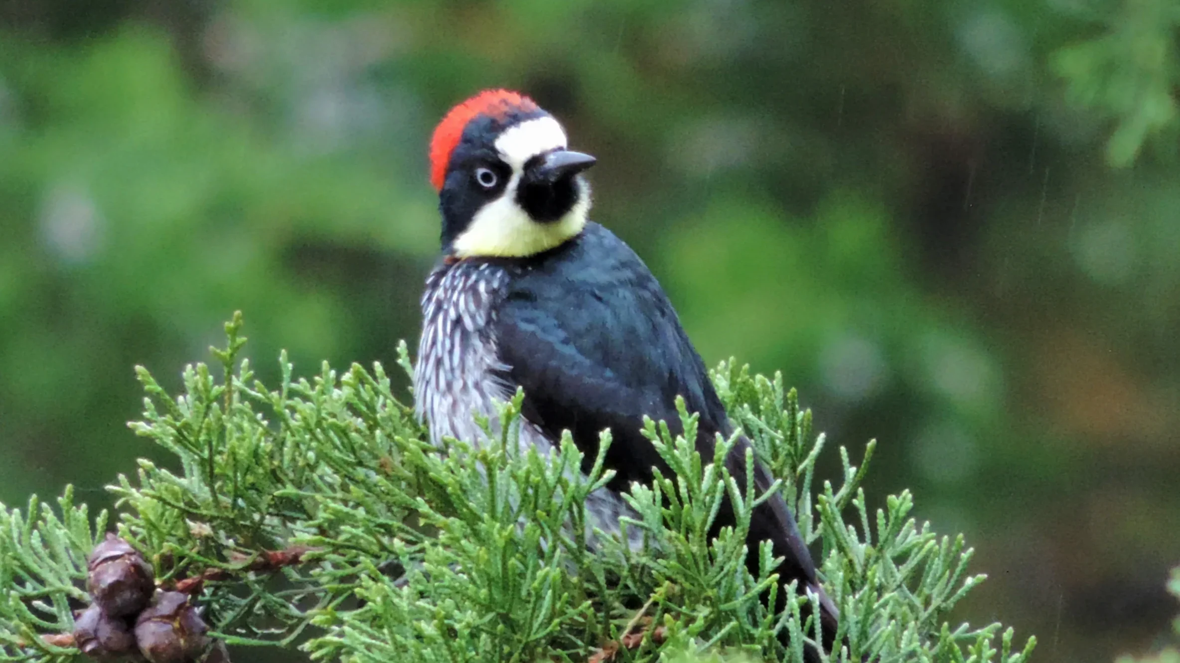 quintagaleon-birds-16x9-1002