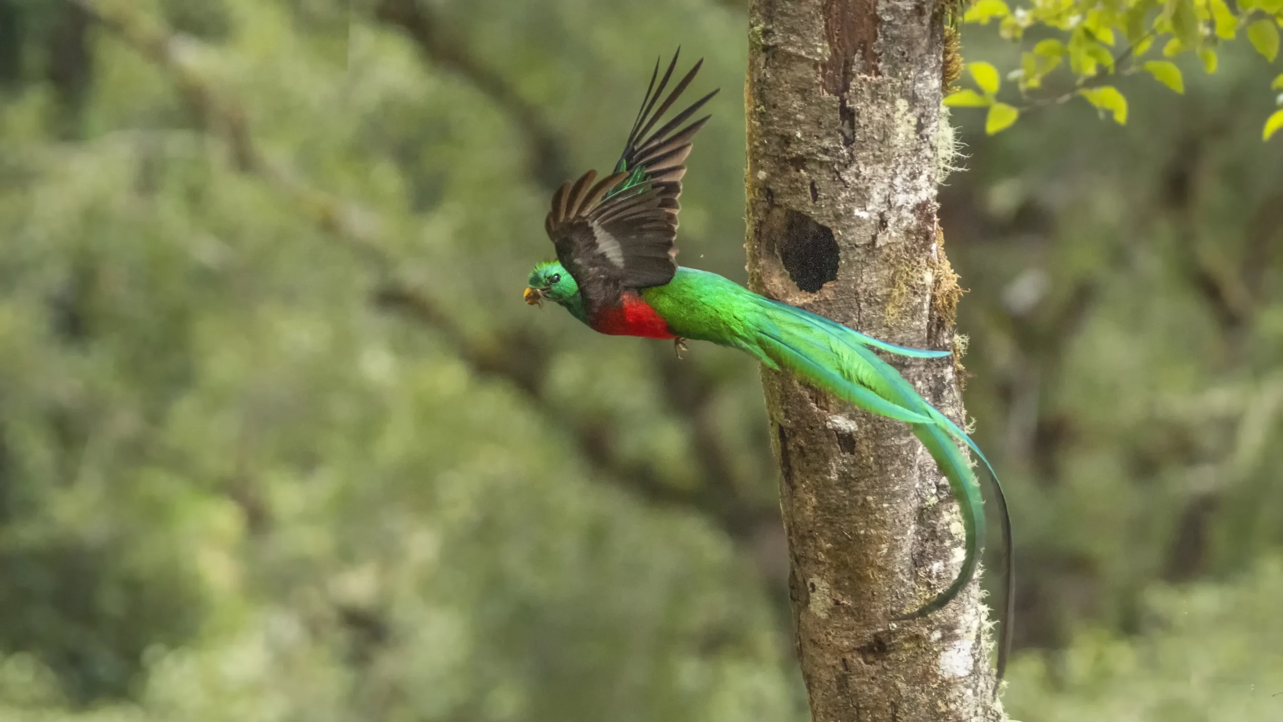 quintagaleon-birds-16x9-1003