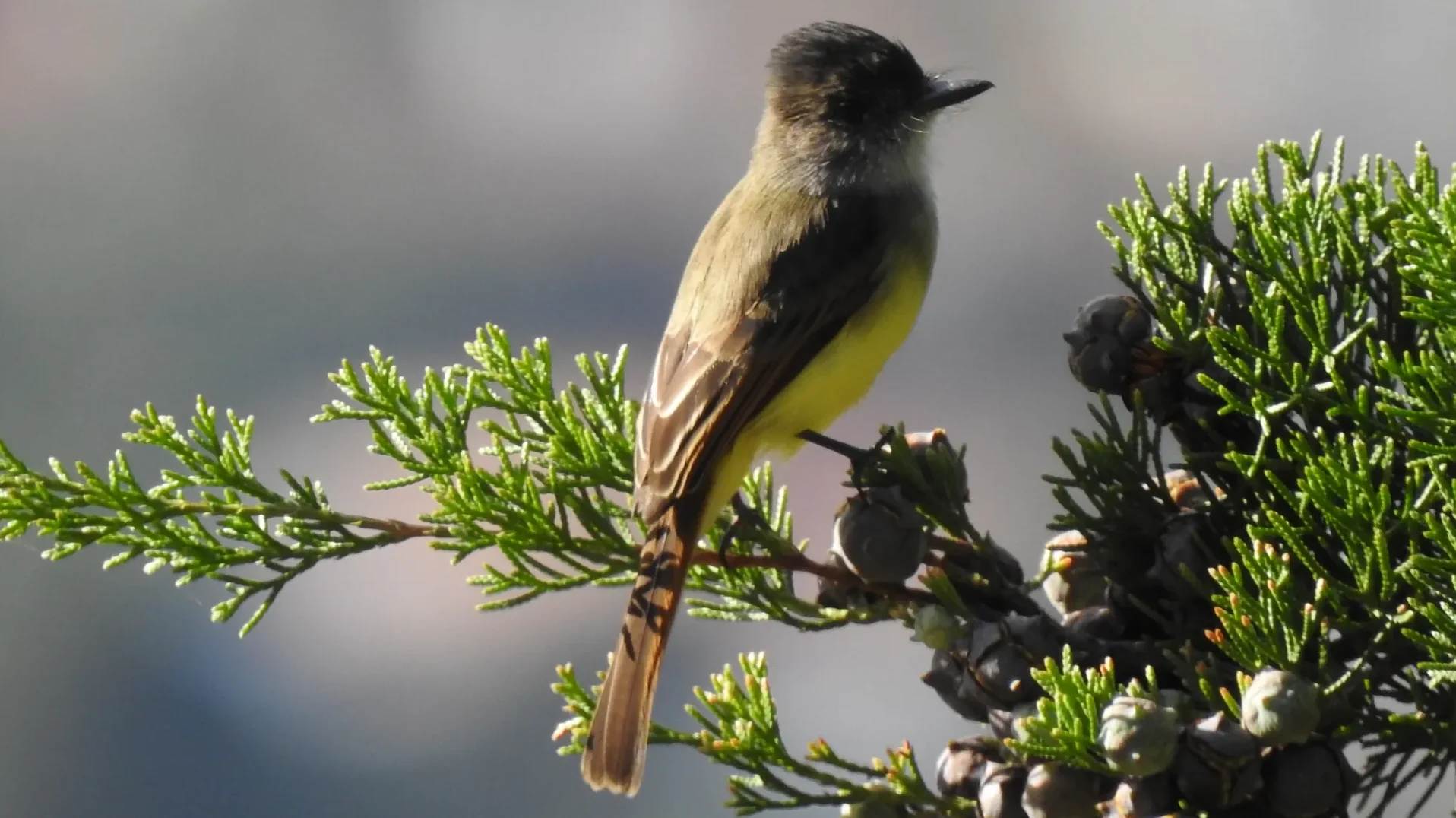 quintagaleon-birds-2000-004