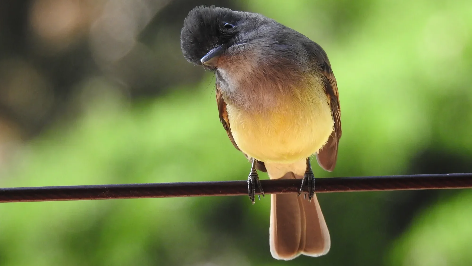 quintagaleon-birds-2000-008