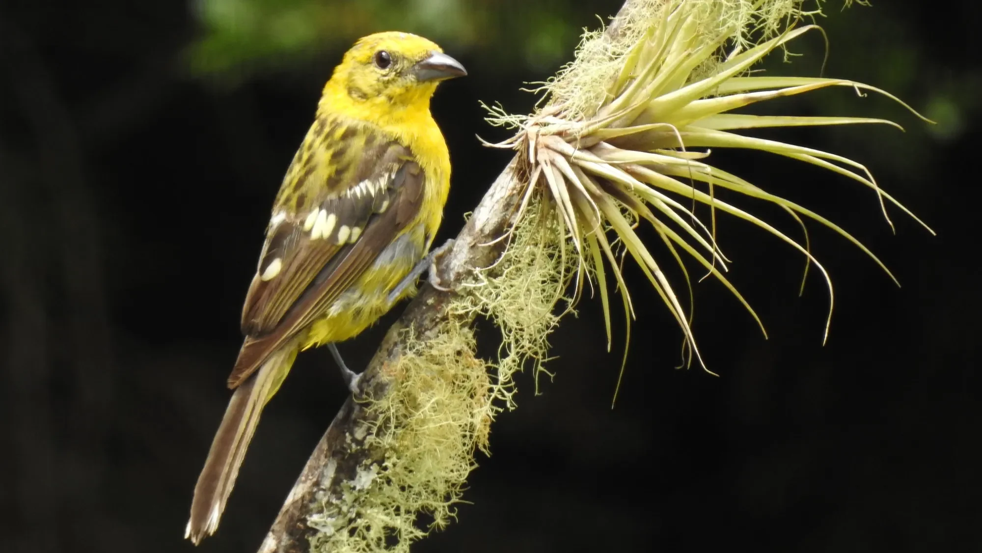 quintagaleon-birds-2000-043