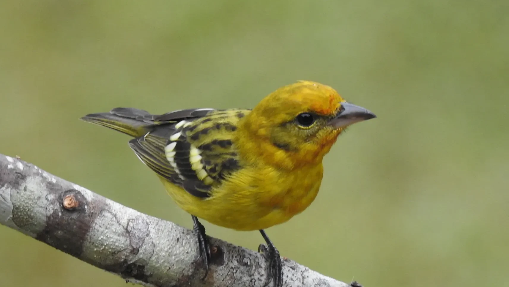 quintagaleon-birds-2000-103