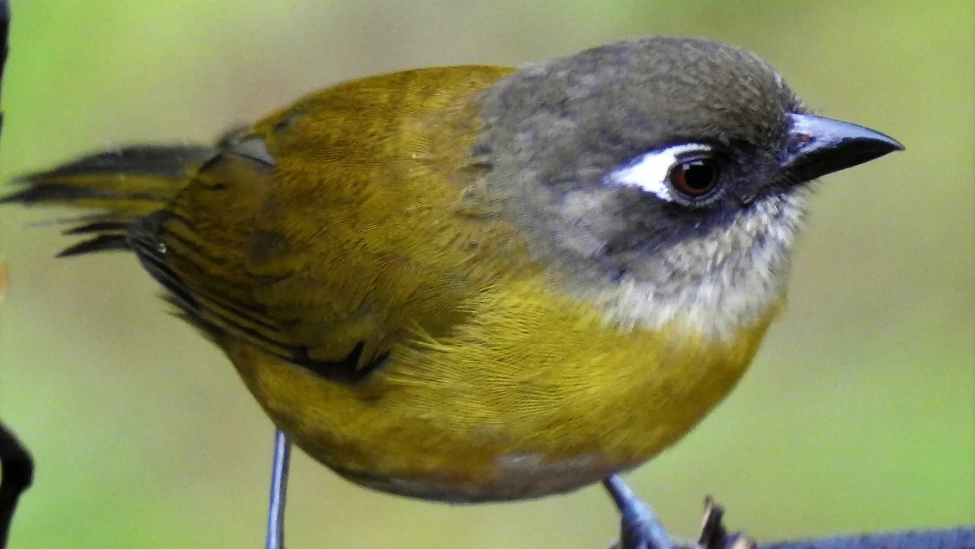 quintagaleon-birds-2000-129