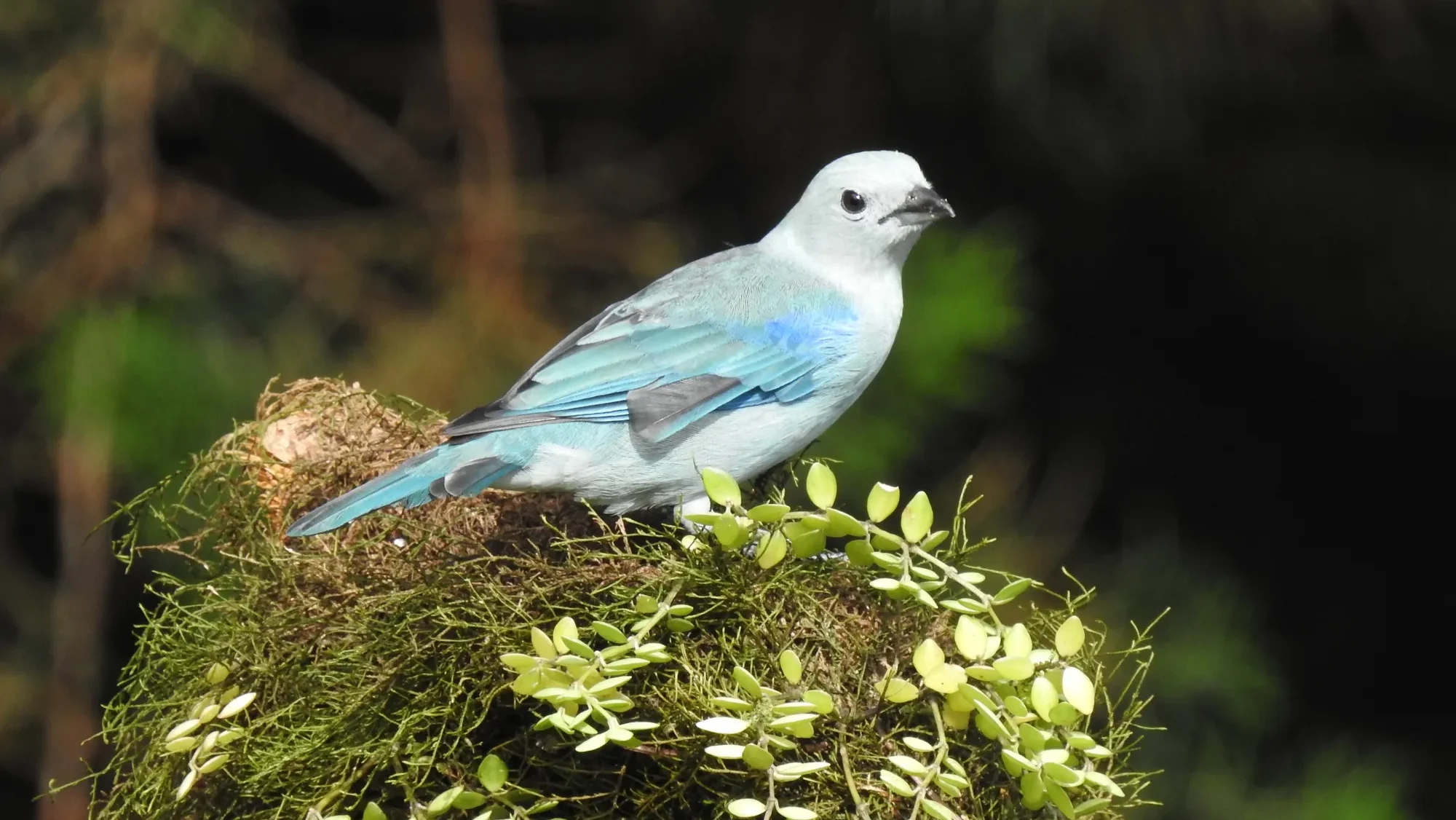 quintagaleon-birds-2000-152