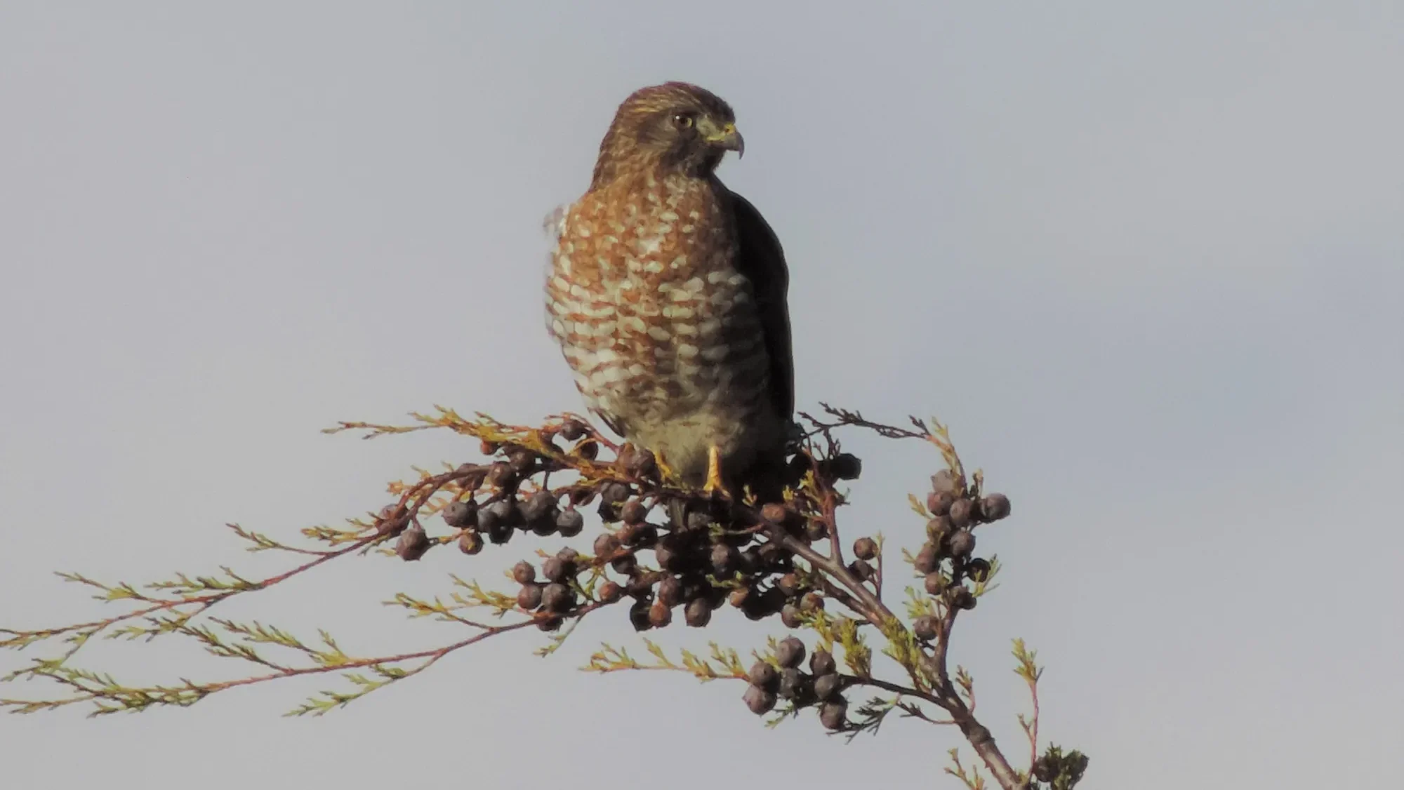 quintagaleon-birds-2000-211