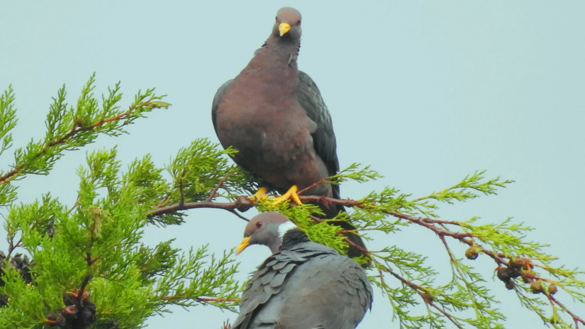 quintagaleon-birds-2000-219