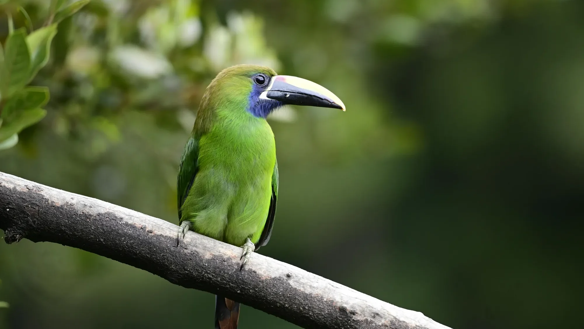 quintagaleon-birds-2000-756