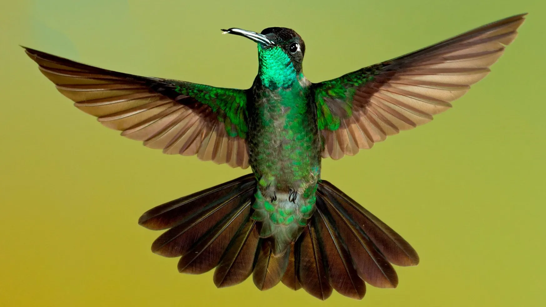 quintagaleon-hummingbirds-16x9-1002