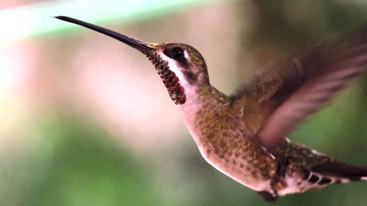 quintagaleon-hummingbirds-16x9-1013