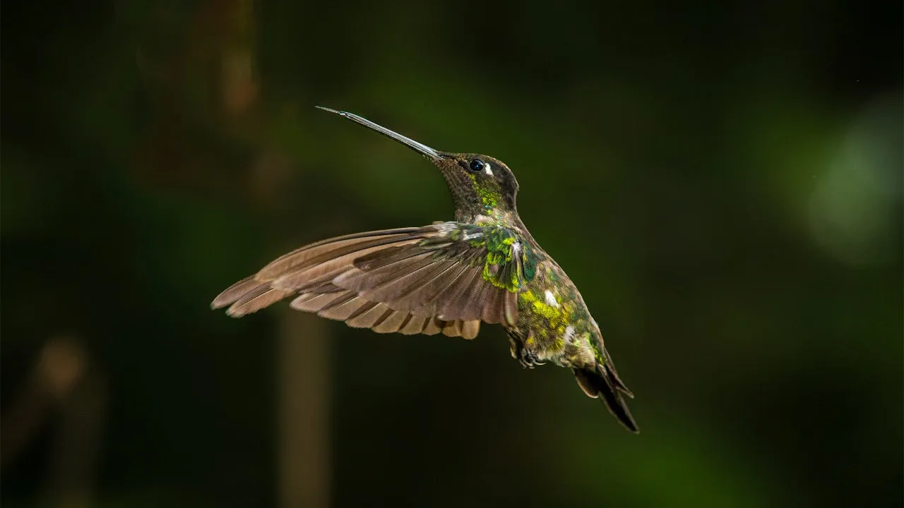 quintagaleon-hummingbirds-16x9-1014