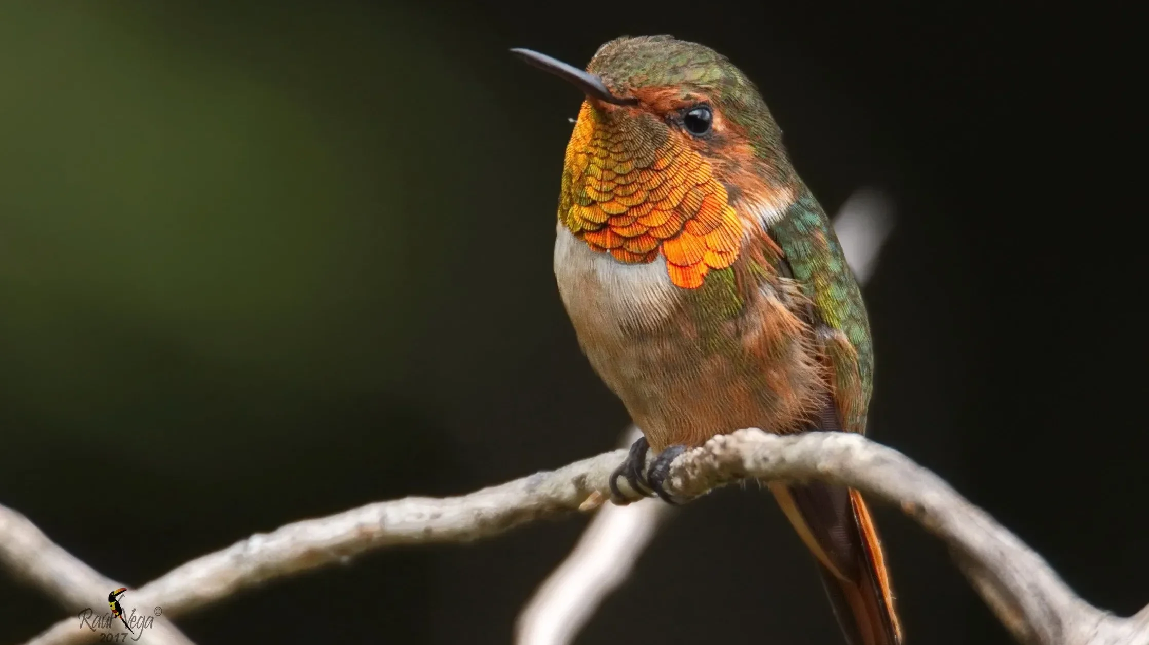 quintagaleon-hummingbirds-16x9-1015