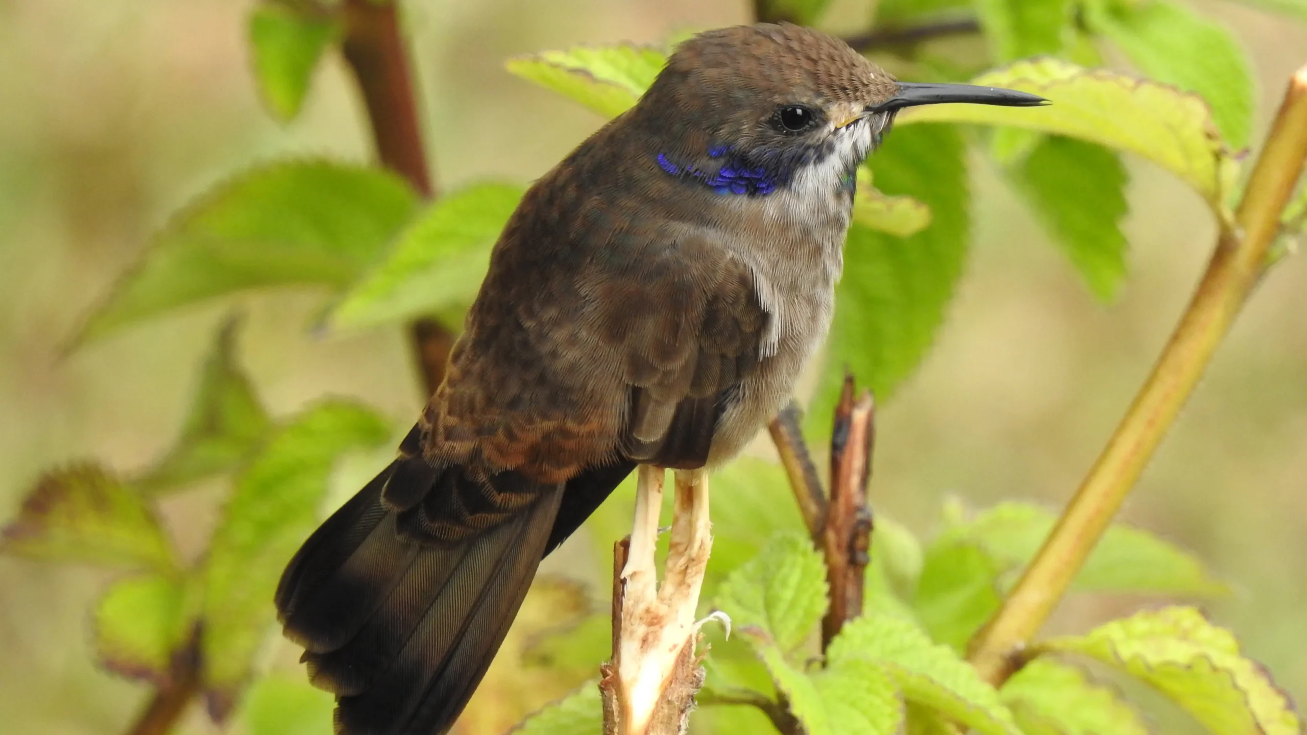 quintagaleon-hummingbirds-16x9-1023