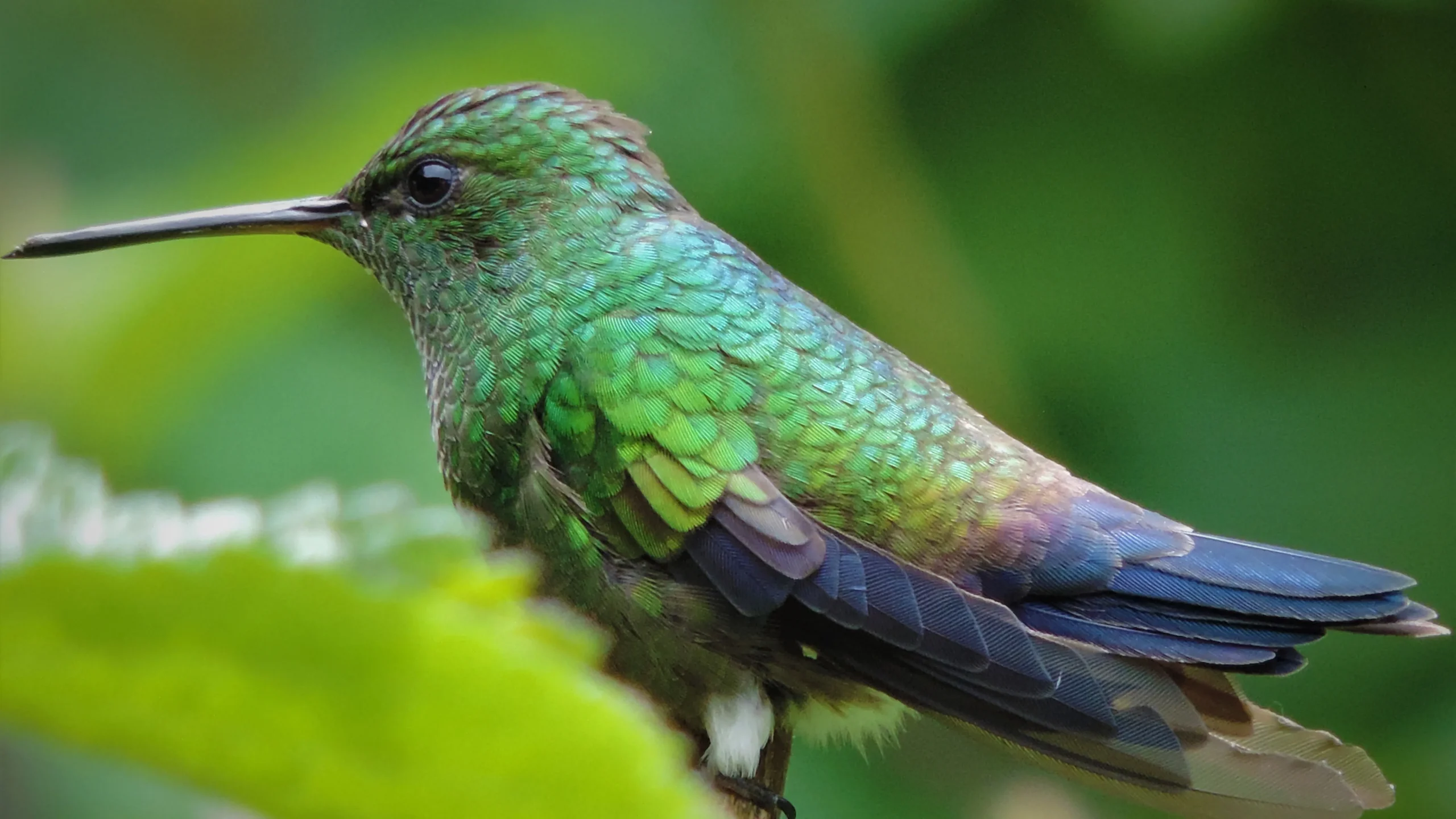 quintagaleon-hummingbirds-16x9-1024