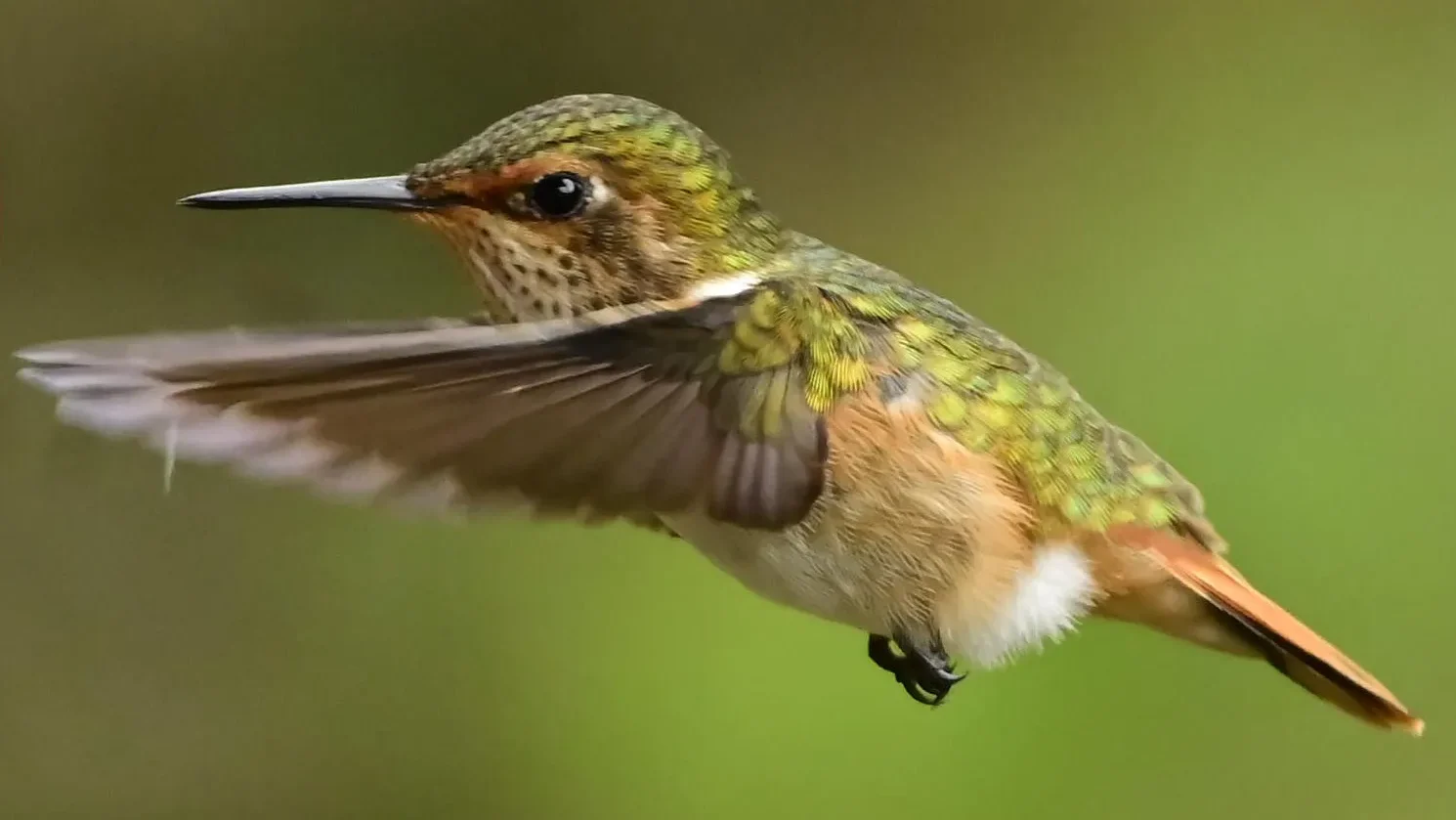 quintagaleon-hummingbirds-2000-0939