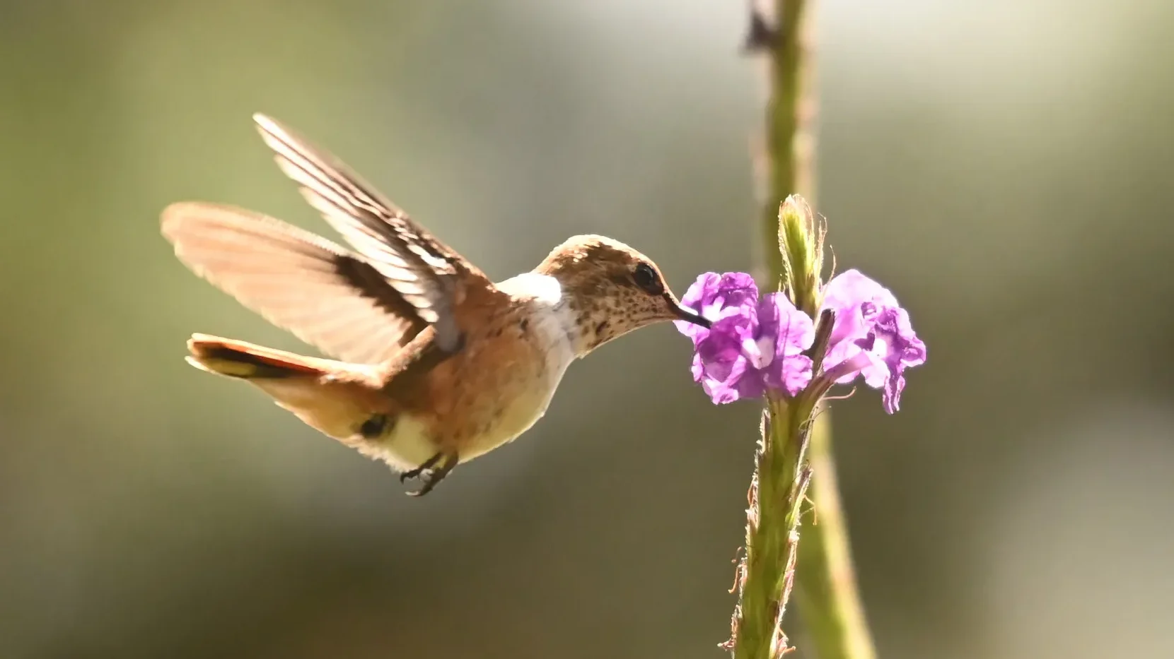 quintagaleon-hummingbirds-2000-0949