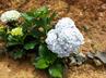 Hydrangeas / Hortensias @ QG