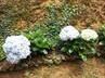 Hydrangeas / Hortensias @ QG