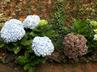 Hydrangeas / Hortensias @ QG