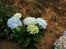 Hydrangeas / Hortensias @ QG