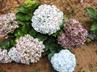 Hydrangeas / Hortensias @ QG