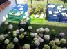 Hydrangeas / Hortensias @ QG