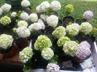 Hydrangeas / Hortensias @ QG