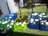 Hydrangeas / Hortensias @ QG