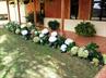 Hydrangeas / Hortensias @ QG