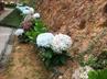 Hydrangeas / Hortensias @ QG