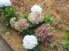 Hydrangeas / Hortensias @ QG