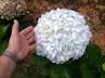 Hydrangeas / Hortensias @ QG