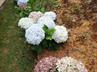Hydrangeas / Hortensias @ QG