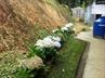 Hydrangeas / Hortensias @ QG