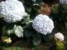 Hydrangeas / Hortensias @ QG