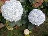 Hydrangeas / Hortensias @ QG