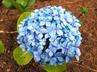 Hydrangeas / Hortensias @ QG