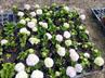 Hydrangeas / Hortensias @ QG