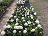 Hydrangeas / Hortensias @ QG