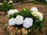 Hydrangeas / Hortensias @ QG