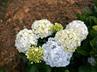 Hydrangeas / Hortensias @ QG