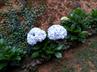 Hydrangeas / Hortensias @ QG