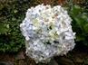 Hydrangeas / Hortensias @ QG