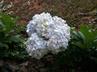 Hydrangeas / Hortensias @ QG