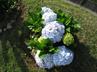 Hydrangeas / Hortensias @ QG