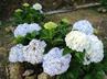 Hydrangeas / Hortensias @ QG