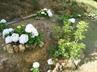 Hydrangeas / Hortensias @ QG
