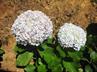 Hydrangeas / Hortensias @ QG