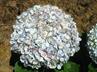 Hydrangeas / Hortensias @ QG