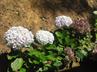 Hydrangeas / Hortensias @ QG